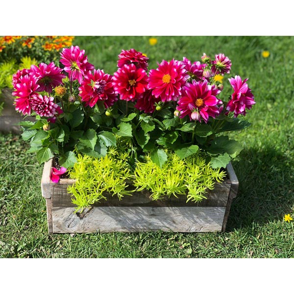 Emarville Arrangement Pink Radiance