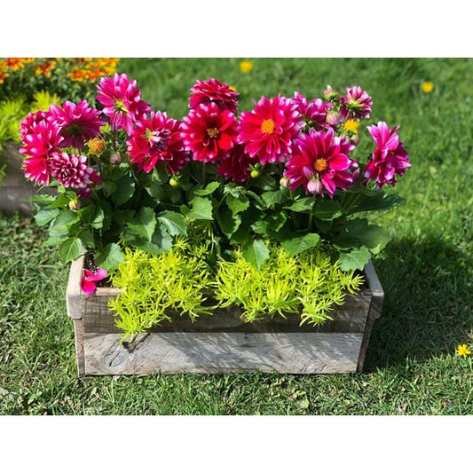 Emarville Arrangement Pink Radiance