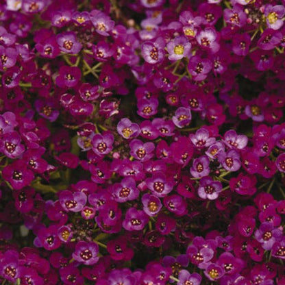 Alyssum
