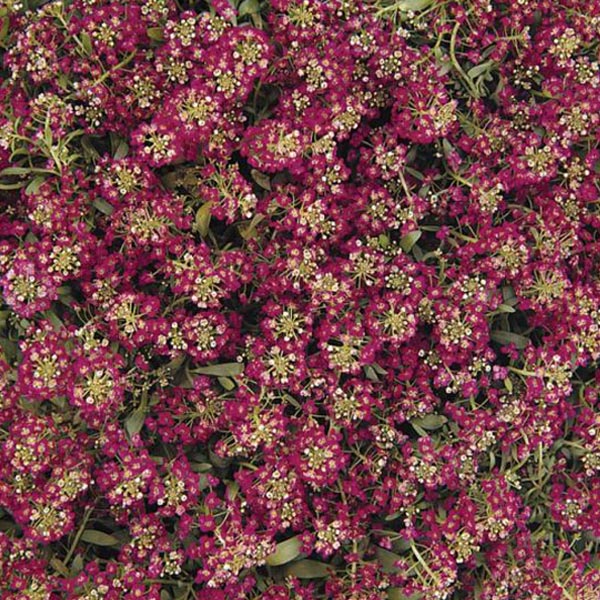 Alyssum