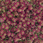 ALYSSUM