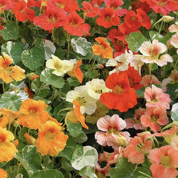 MÉLANGE TROPAEOLUM ALASKA POT 4,5"
