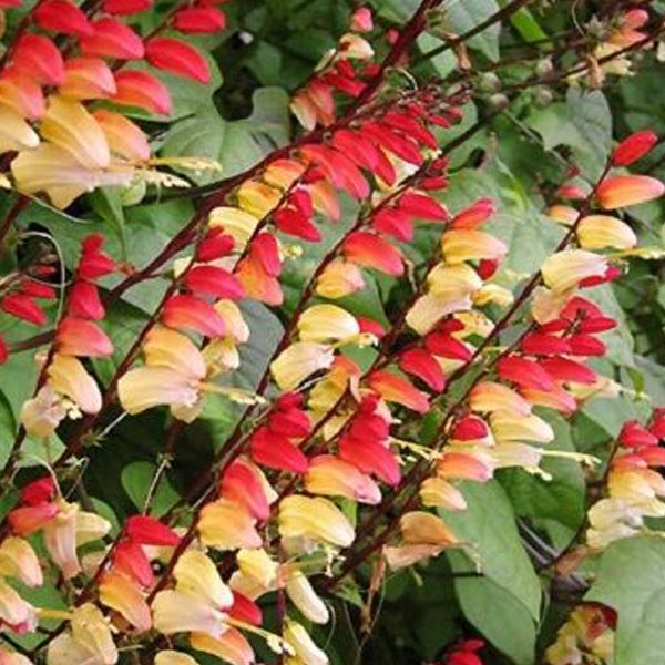 Mina Lobata Exotic Love