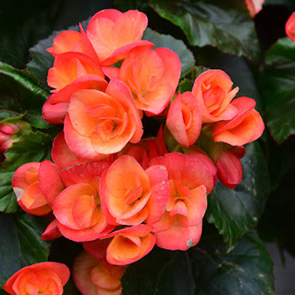 Begonia