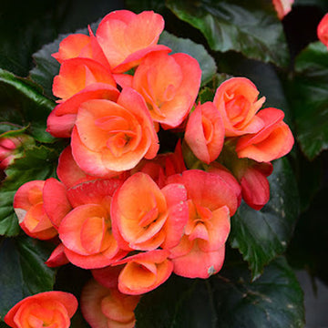 Begonia Carnival