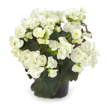 Begonia Clara