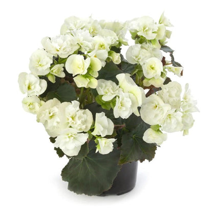 Begonia