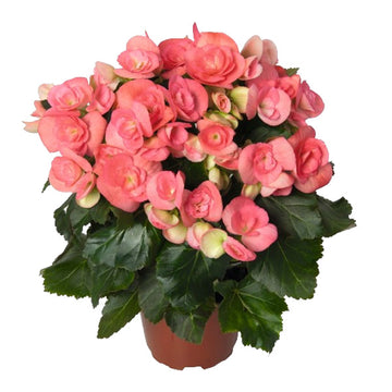 Begonia Netja