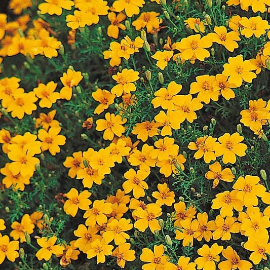 Tagètes Signata (Boîte de 9 Plants)
