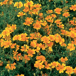 TAGETES SIGNATA ( BOX OF 9 PLANTS )