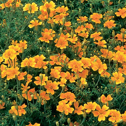 TAGETES SIGNATA ( BOITE DE 9 PLANTES ) 