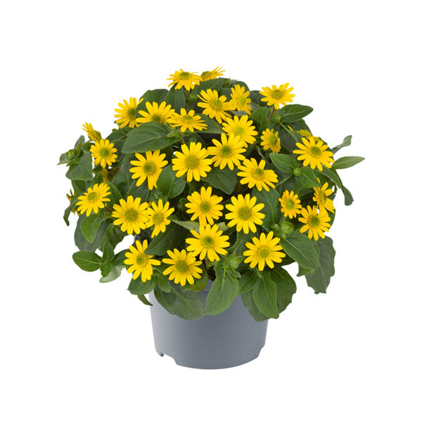 Sanvitalia POT 4,5"