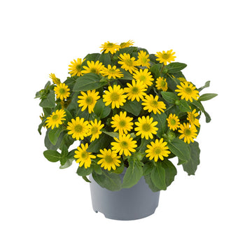 POT SANVITALIA MILLION SUNS OR 4,5"