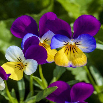VIOLA CORN. POT JOHNNY JUMP-UP 4,5"