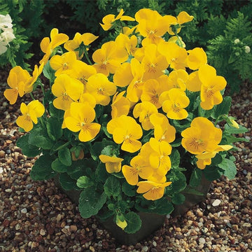 POT VIOLA PENNY JAUNE PRIM 4,5"