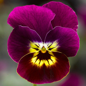 VIOLA PENNY VIOLET PRIM POT 4.5"