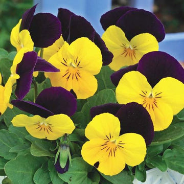 VIOLA PENNY JAUNE JUMP-UP PRIM 4.5"POT