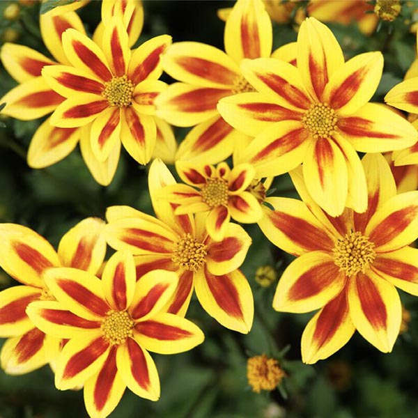 Bidens Ferulifolia