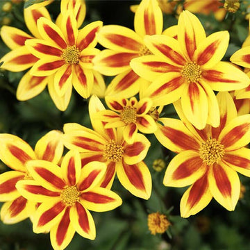Bidens Stellar