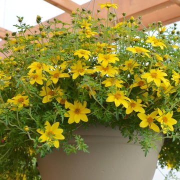 BIDENS FERULIFOLIA GIANT SUN FRANCISCO