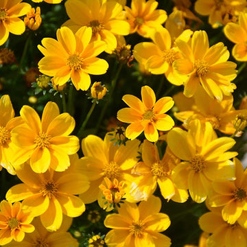 BIDENS FERULIFOLIA Empire d'Or