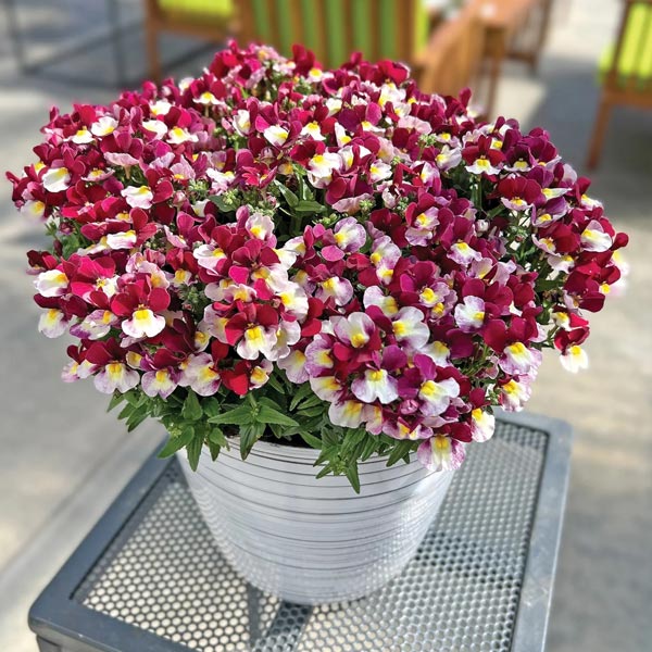 Nemesia Escential pot de 11,4 cm