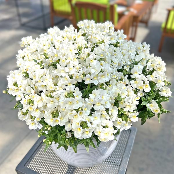 Nemesia Escential pot de 11,4 cm