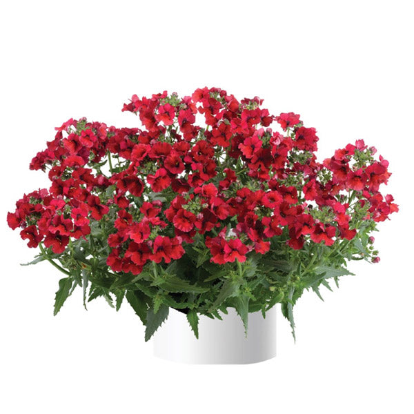 Nemesia Escential pot de 11,4 cm