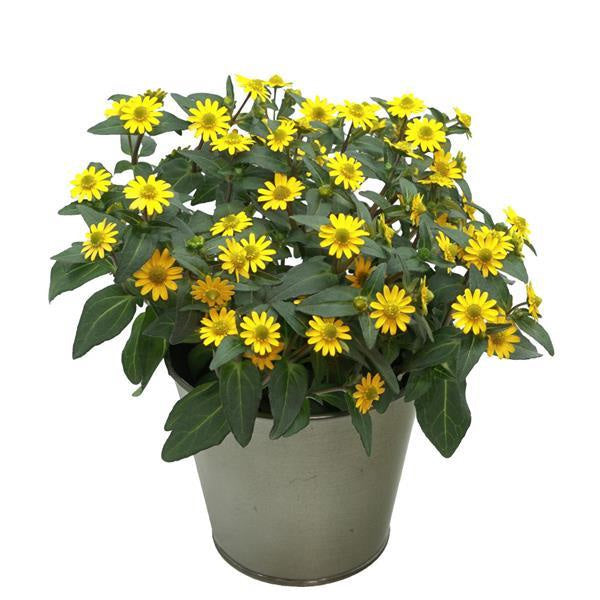 Sanvitalia POT 4,5"