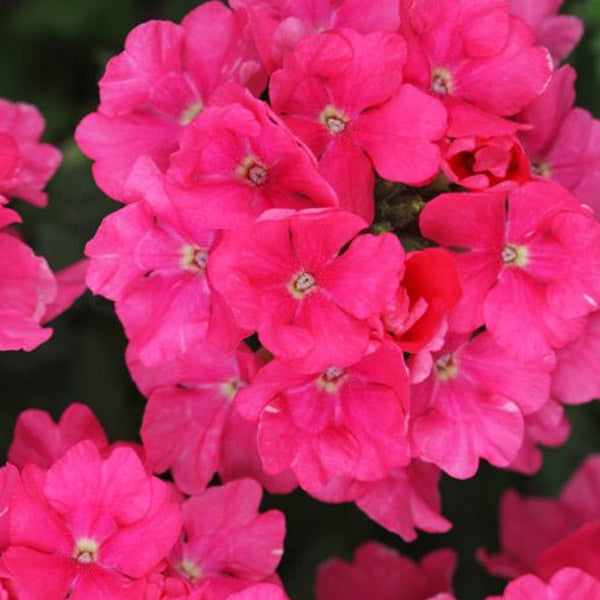 Verbena X Hybrida 4.5" POT