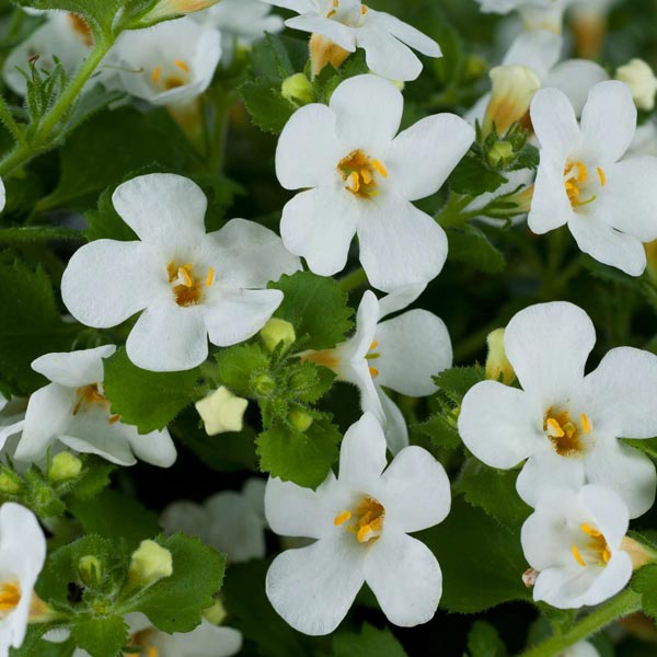 Bacopa Sutera spp. 2 plants par pot Epic