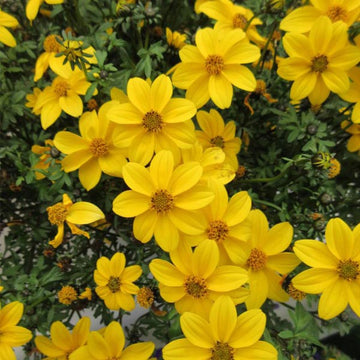 BIDENS FERULIFOLIA NAMID EARLY Jaune