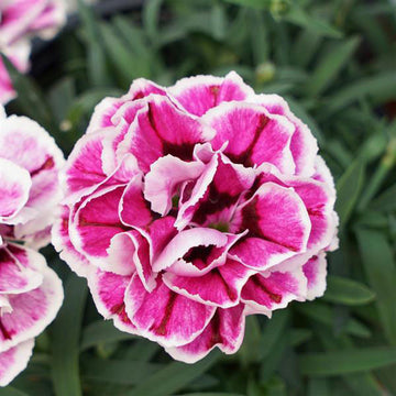 DIANTHUS SPP CAPITAN PURPLE FROST 5" POT