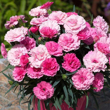 DIANTHUS SPP I LOVE U 5" POT