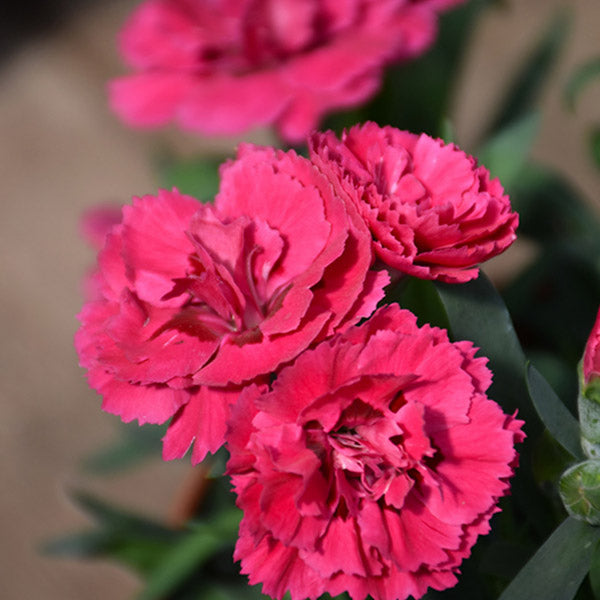 Dianthus