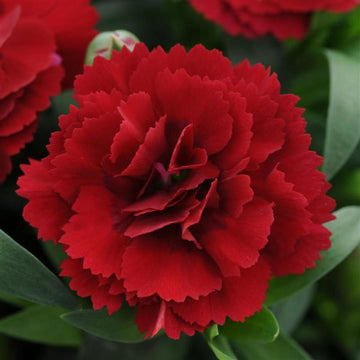 DIANTHUS SPP OSCAR DARK RED 5" POT