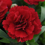 DIANTHUS