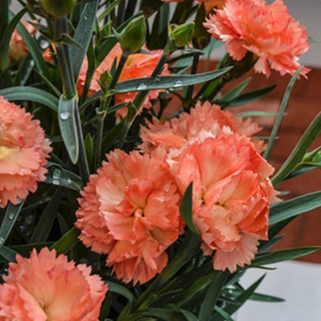 DIANTHUS SPP SUPERTROUPER ORANGE 5" POT