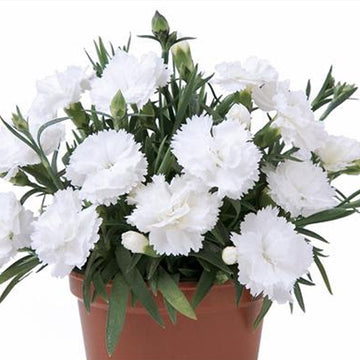 DIANTHUS SPP SUPERTROUPER WHITE 5" POT