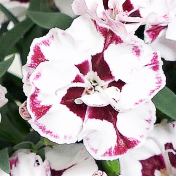 Dianthus