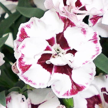 DIANTHUS SPP. EVERLAST CHERRY SWIRL