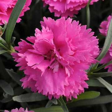DIANTHUS SPP. EVERLAST ORCHID 5" POT