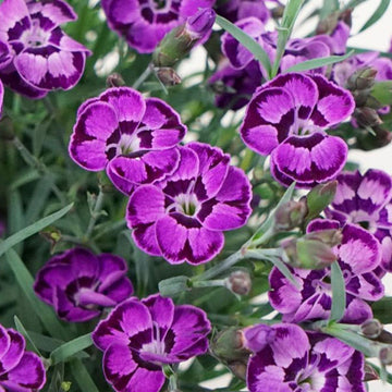 DIANTHUS SPP. EVERLAST VIOLET+BLUE 5" POT