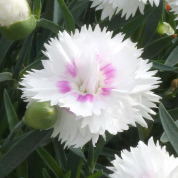 Dianthus