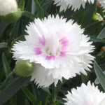 DIANTHUS