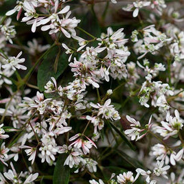 Euphorbia hyperifolia