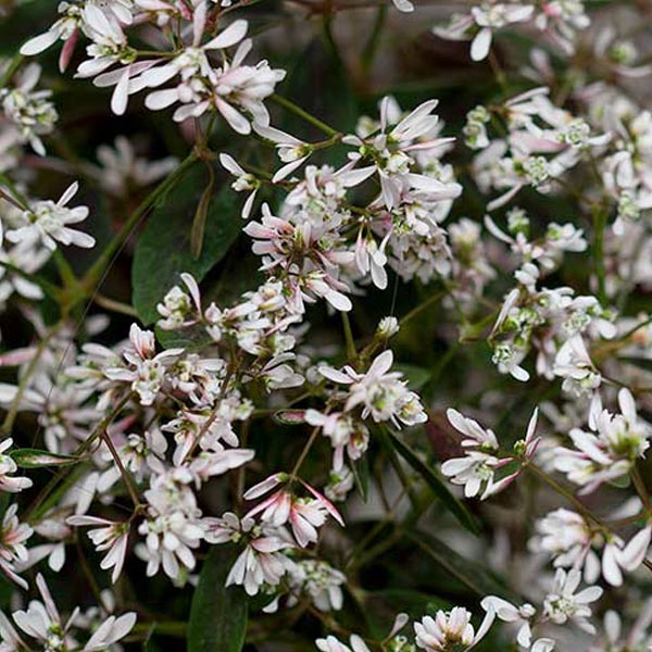 EUPHORBIA HYPERICIFOLIA