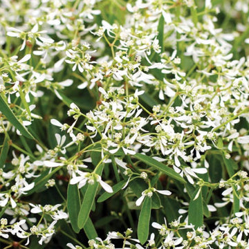 EUPHORBIA HYPERICIFOLIA EUPHORBIA STARBLAST W POT 4,5"