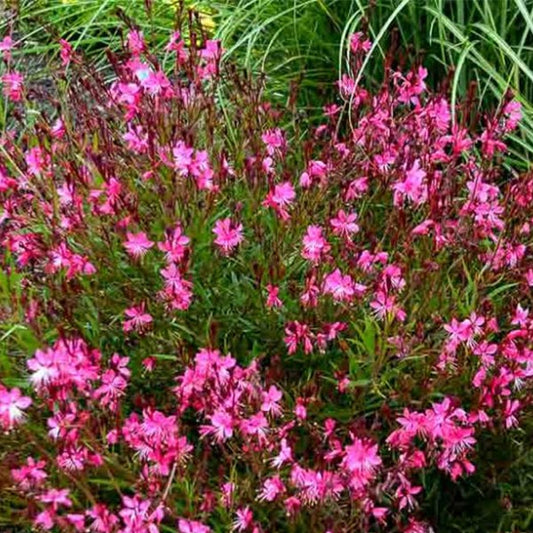 Gaura de Lindheimer