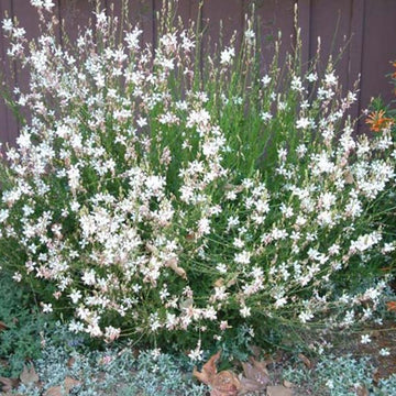 GAURA LINDHEIMERI GAURA BELLEZA BLANC POT 6"